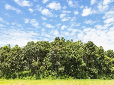 güzel orman ve güzel gökyüzü