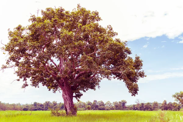 Árbol en el campo y el cielo, tonificación vintage —  Fotos de Stock
