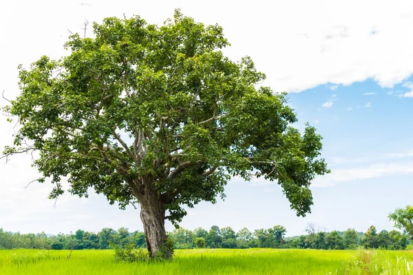 Árbol en el campo y el cielo —  Fotos de Stock