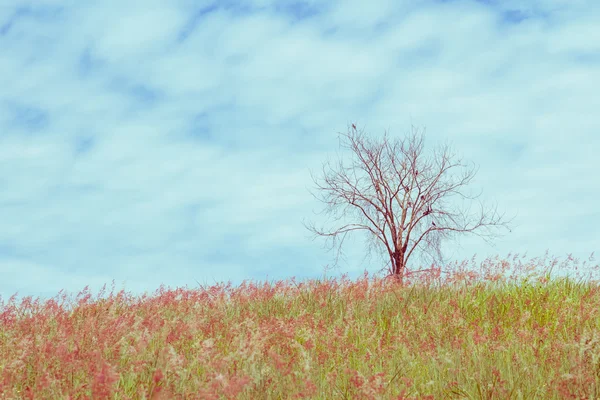 Trockener Baum auf dem Feld und am Himmel, Vintage Toning — Stockfoto