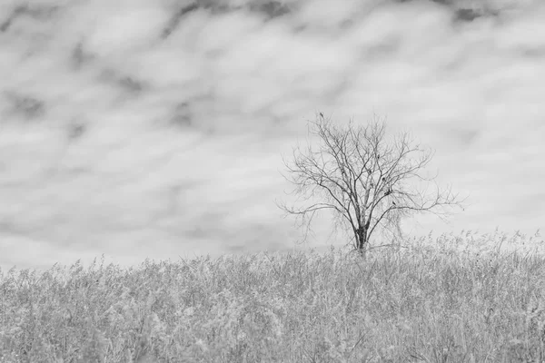 Trockener Baum auf dem Feld und Himmel auf schwarz-weißem Hintergrund — Stockfoto