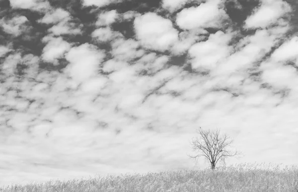 Árvore seca no campo e belo céu em preto e branco backg — Fotografia de Stock