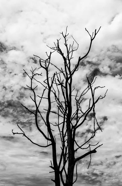 Trockener Baum und Himmel auf schwarz-weißem Hintergrund — Stockfoto