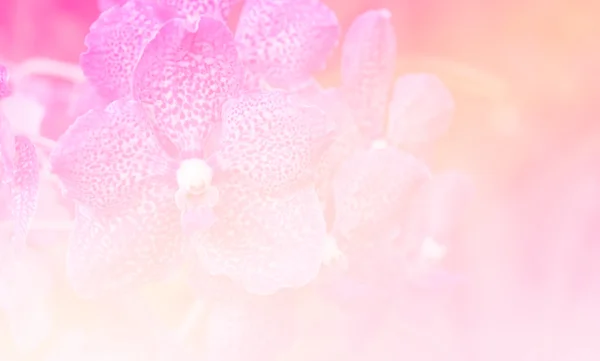 Fond de fleur abstrait. fabriqué avec des filtres de couleur en colo doux — Photo