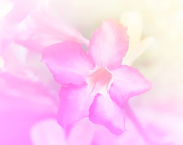 Fond de fleur abstrait. fabriqué avec des filtres de couleur en colo doux — Photo