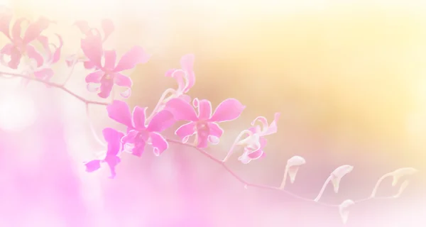 Abstract flower background. made with color filters in soft colo — Stock Photo, Image