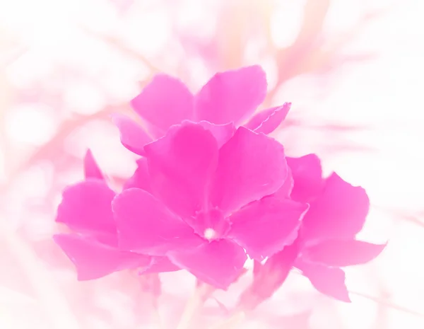 Abstrakt blomma bakgrund. med färgfilter i mjuk colo — Stockfoto