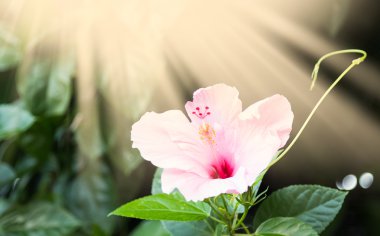 hibiscus çiçek alanında güneş ışığı ile seçici odak 