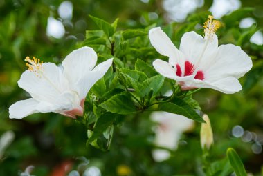 İki Yataklı hibiscus çiçek alanında seçici odak 