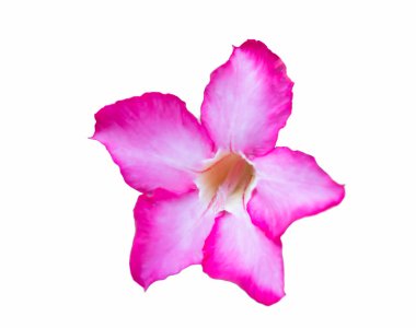 seçici odak üzerinde beyaz izole açelya çiçek