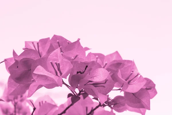 Selective focus of   purple Bougainvillea flowers with filter co — Stock Photo, Image