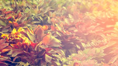 seçici odak cins Bromeliad Bahçe, vintage tonlama içinde