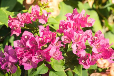 Bougainvillea çiçek sabah seçici odak