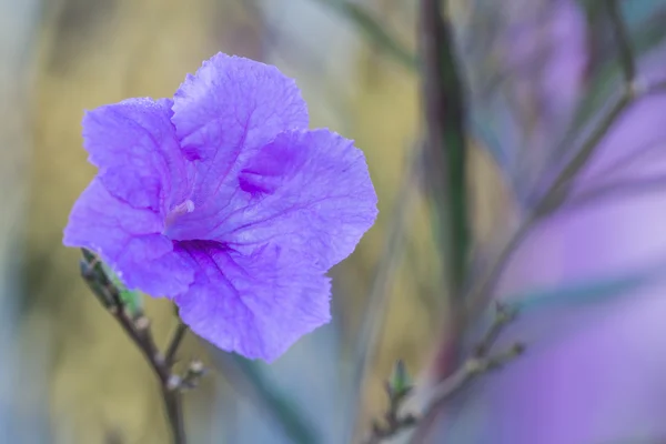 Selective focus of   purple flower  in the garden — Stock Photo, Image