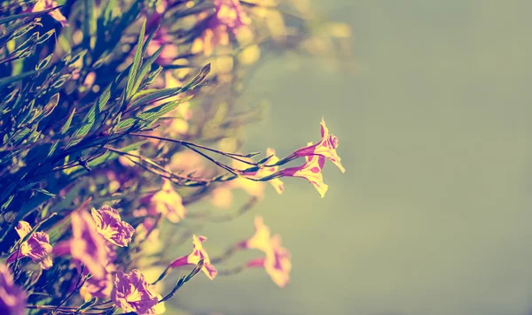Абстрактный фон ржавчины как цветок в саду с солнечным светом в — стоковое фото