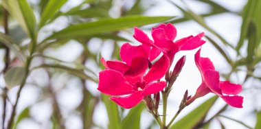 renkli çiçek seçici odak