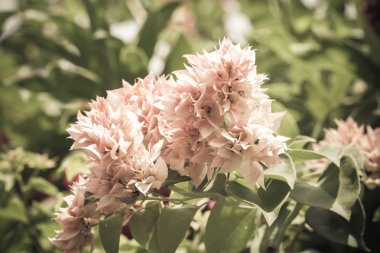 Bougainvillea çiçek filtre renk, VI ile seçici odak