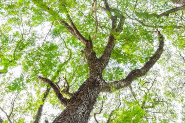 Yeşil yaprakların ağaç dalı büyük bir ağaçta, doğa arka planında