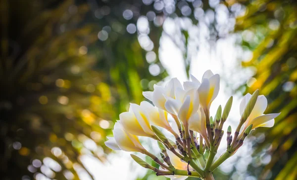 Messa a fuoco selettiva di fiori di plumeria nel campo con filtro c — Foto Stock