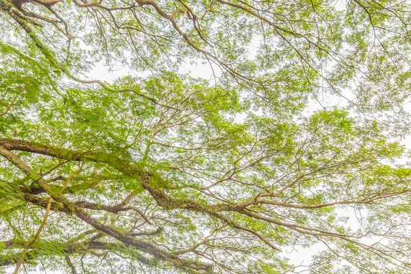 Rama de árbol de hojas verdes en un gran árbol, fondo de la naturaleza —  Fotos de Stock