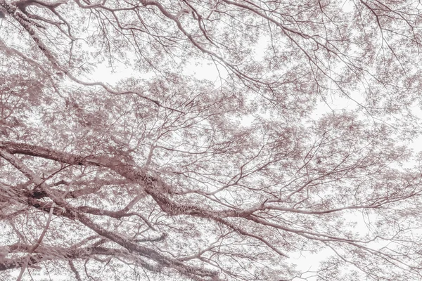 Rama de árbol en un árbol grande, fondo de la naturaleza, tonificación sepia —  Fotos de Stock