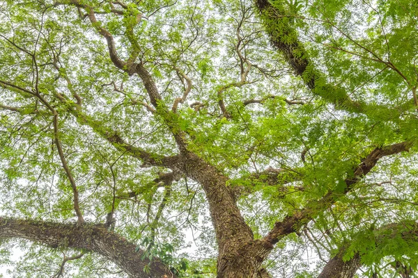 Árvore ramo de folhas verdes em uma árvore grande, natureza fundo — Fotografia de Stock