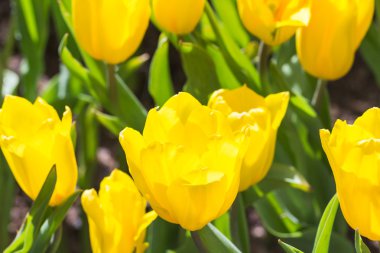 renkli Lale çiçek ile güneş ışığı, seçici odak seçin