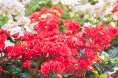 güneş ışığı, sele ile renkli begonia çiçek seçici odak