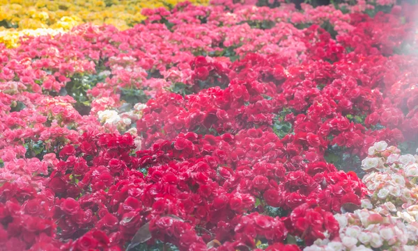 Szelektív összpontosít, színes begónia virág víz spray, se — Stock Fotó