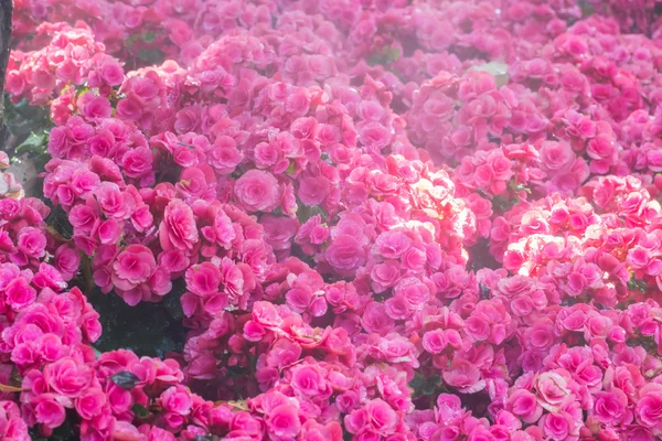 Szelektív összpontosít, színes begónia virág víz spray, se — Stock Fotó