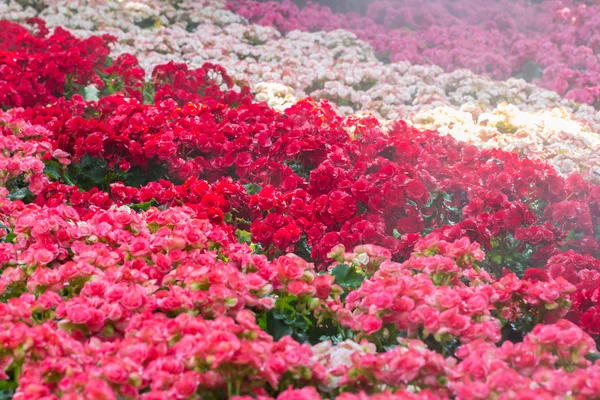 Selektywne focus kolorowy begonia kwiaty rozpyloną wodą, se — Zdjęcie stockowe
