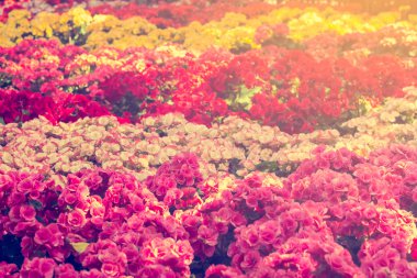 seçici odak renkli begonia çiçek su sprey, se ile