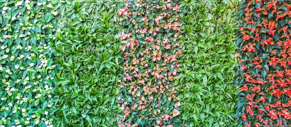 Красочная стена из цветков шпадикса, избирательный фокус — стоковое фото