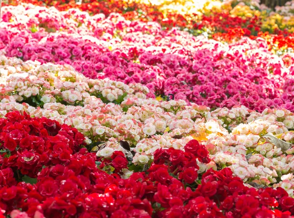 Enfoque selectivo de flores de begonia coloridas con spray de agua, se — Foto de Stock