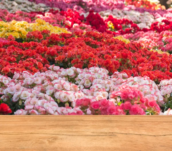 Színes virág, valentineday, ál fel a kijelző a sablon — Stock Fotó