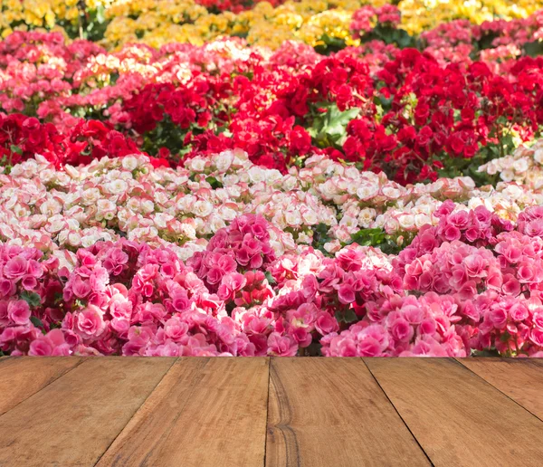 Színes virág, valentineday, ál fel a kijelző a sablon — Stock Fotó