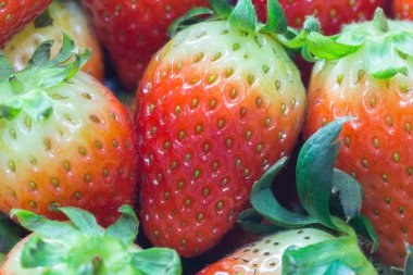 taze kırmızı çilek gurup yakın çekim