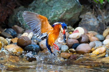 Mavi kulaklı Kingfisher erkek