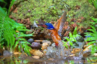 Mavi kulaklı Kingfisher (erkek)