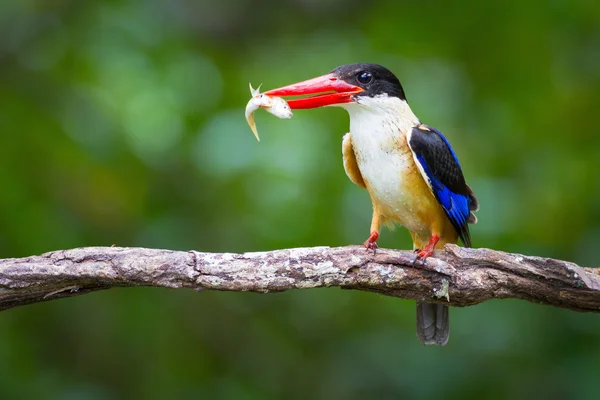 Mavi kulaklı Kingfisher (erkek) — Stok fotoğraf