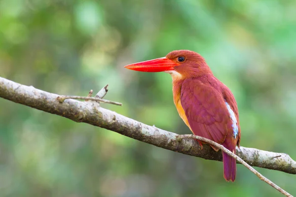 Kahrolası kingfisher — Stok fotoğraf