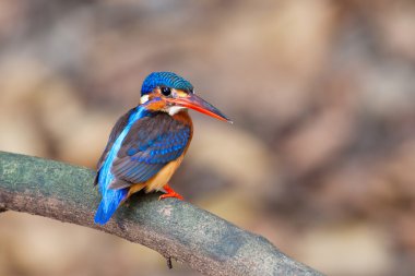 Mavi kulaklı Kingfisher (kadın)