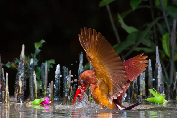 Kahrolası kingfisher — Stok fotoğraf