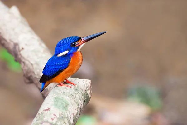Kingfisher de orelhas azuis (masculino ) — Fotografia de Stock