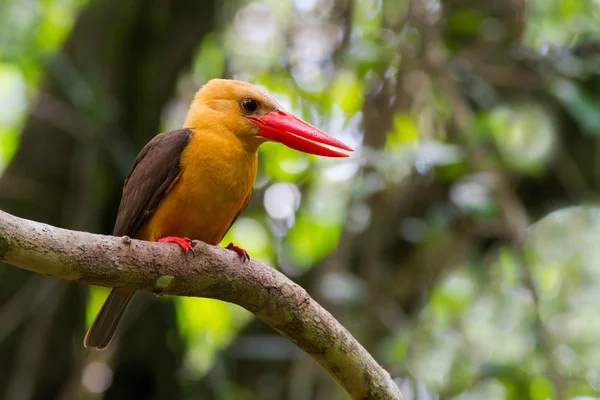 Kahverengi kanatlı kingfisher — Stok fotoğraf