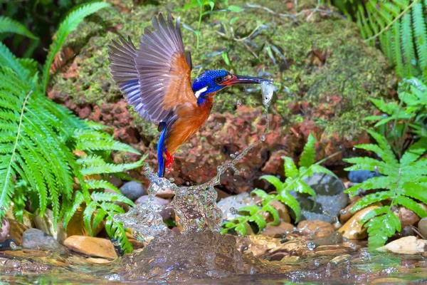 Modrá ušatý Kingfisher chytání — Stock fotografie