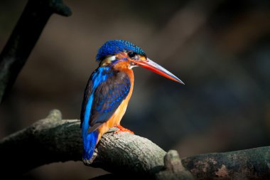 Mavi kulaklı Kingfisher (kadın)
