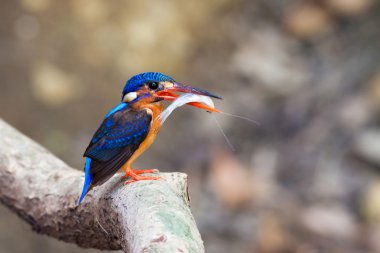 Blue-eared Kingfisher (female) clipart