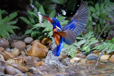 Mavi kulaklı Kingfisher (erkek)