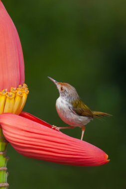 ortak tailorbird